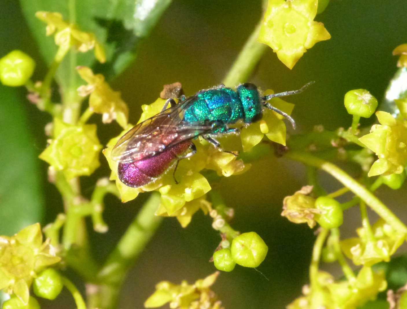 Chrysididae grandino: probabile Chrysura refulgens